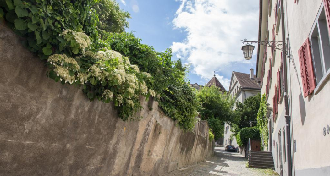 Unterer Spaniöl Unterer Spaniöl