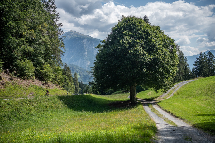 Rundtour Bonaduzer Wald 256 Rundtour Bonaduzer Wald 256