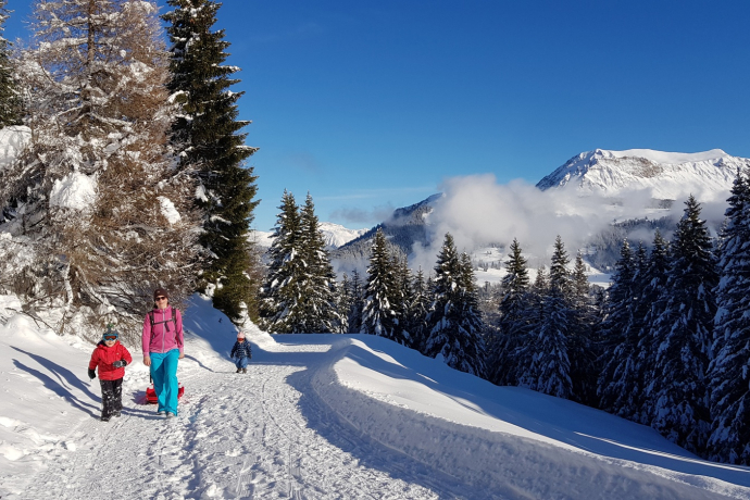 Edelweiss circular route Brambrüesch Edelweiss circular route Brambrüesch