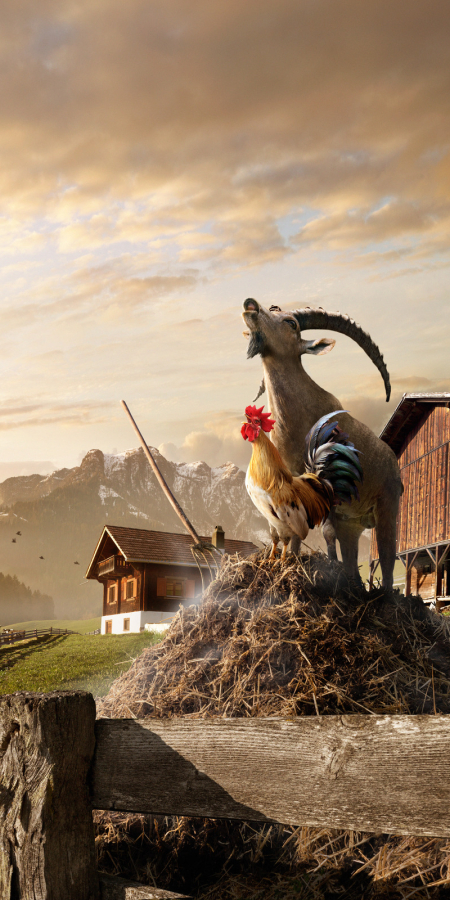 Gian the ibex shares the dung stick with a crowing rooster in front of an idyllic farmhouse