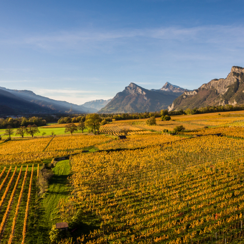 buendner-herrschaft_panorama_herbst_rebberge_heidilandtourismus_1.jpg
