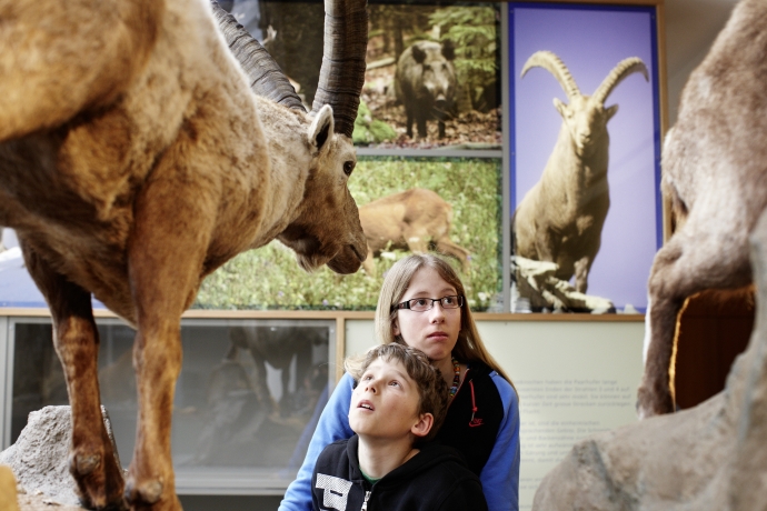 kultur_masans_naturmuseum_ralphfeiner_1.jpg