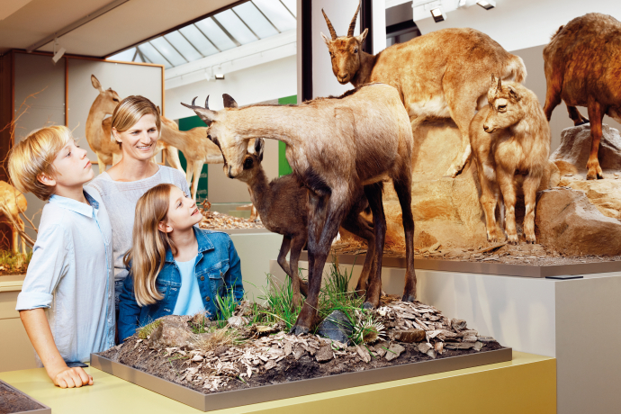 Natural history museum (© Hannes Heinzer) A family of three admires mounted deer exhibits in a museum. The children look curious, and the mother smiles, creating an educational and joyful atmosphere