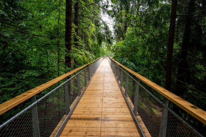 Laax treetop path (© Philipp Ruggli) A serene wooden walkway stretches through a lush green forest, flanked by tall trees