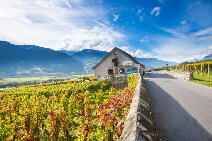 Bündner-Herschaft Herbst (©Heidiland Tourismus) Ein Weingut in der Bündner Herrschaft liegt malerisch eingebettet zwischen Rebbergen. Im Vordergrund leuchten die Weinreben in herbstlichen Farben, während im Hintergrund die imposante Bergkulisse unter blauem Himmel aufragt.